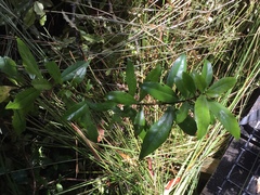 Alseuosmia macrophylla