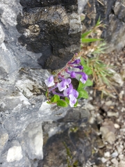 Scutellaria tashiroi