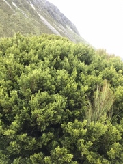 Halocarpus
