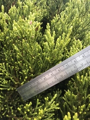 Halocarpus