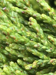 Halocarpus