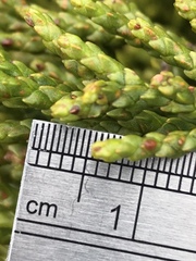 Halocarpus