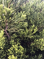 Halocarpus