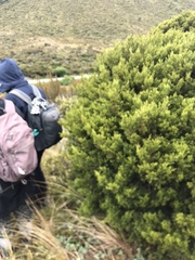 Halocarpus