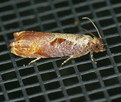 Episimus tyrius