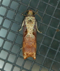 Episimus tyrius