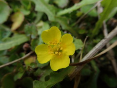 Potentilla anglica