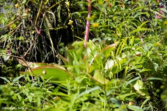 Echeveria dactylifera