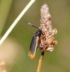 Pseudolycus haemorrhoidalis