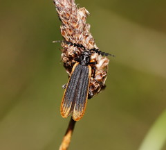 Pseudolycus haemorrhoidalis