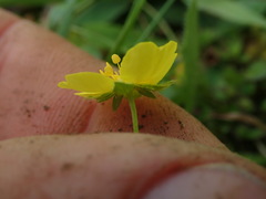 Potentilla anglica