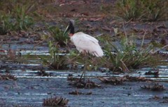 Jabiru mycteria