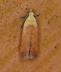 Anacampsis fullonella