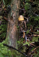 Mycena aurantiomarginata