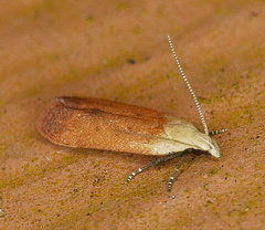 Anacampsis fullonella