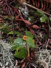 Mycena aurantiomarginata