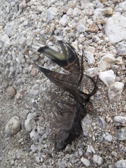 Meleagris gallopavo merriami