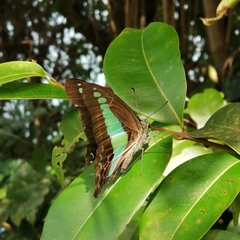 Graphium sarpedon luctatius