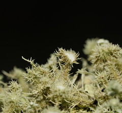 Usnea scabrida