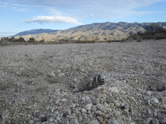 Meleagris gallopavo merriami