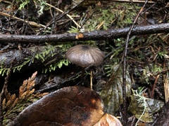 Entoloma largentii