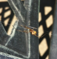 Latrodectus geometricus