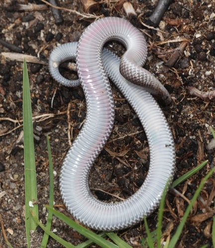 Cape Wolf Snake
