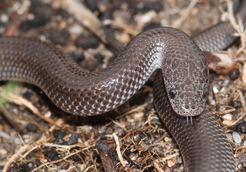 Cape Wolf Snake