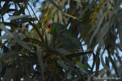 Amazona finschi × viridigenalis