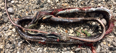 Masticophis schotti
