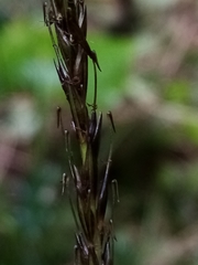 Carex corynoidea