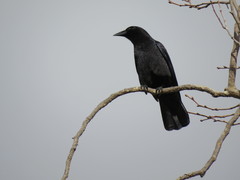 Corvus brachyrhynchos