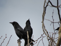 Corvus brachyrhynchos