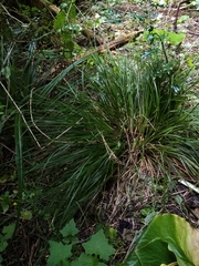 Carex corynoidea
