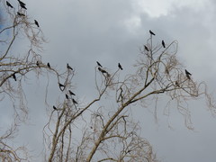 Corvus brachyrhynchos
