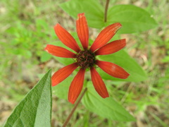 Zinnia peruviana