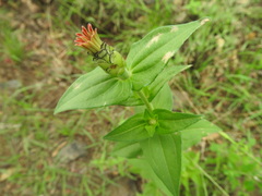 Zinnia peruviana