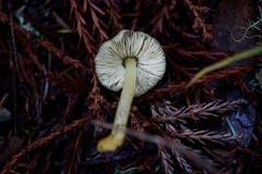 Pluteus vellingae