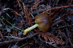 Pluteus vellingae