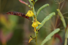 Chamaecrista fasciculata