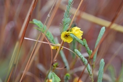 Chamaecrista fasciculata