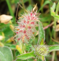 Trifolium incarnatum molinerii