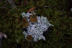 Hypogymnia occidentalis