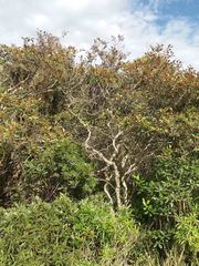 Alphitonia neocaledonica