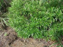 Rauvolfia semperflorens