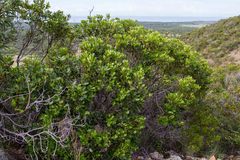 Notelaea austrocaledonica