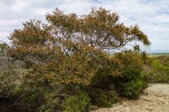 Alphitonia neocaledonica