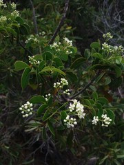 Zanthoxylum pancheri