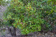 Notelaea austrocaledonica