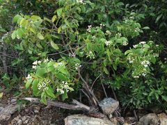 Zanthoxylum pancheri